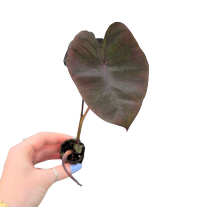 Colocasia Hybrid Evolution