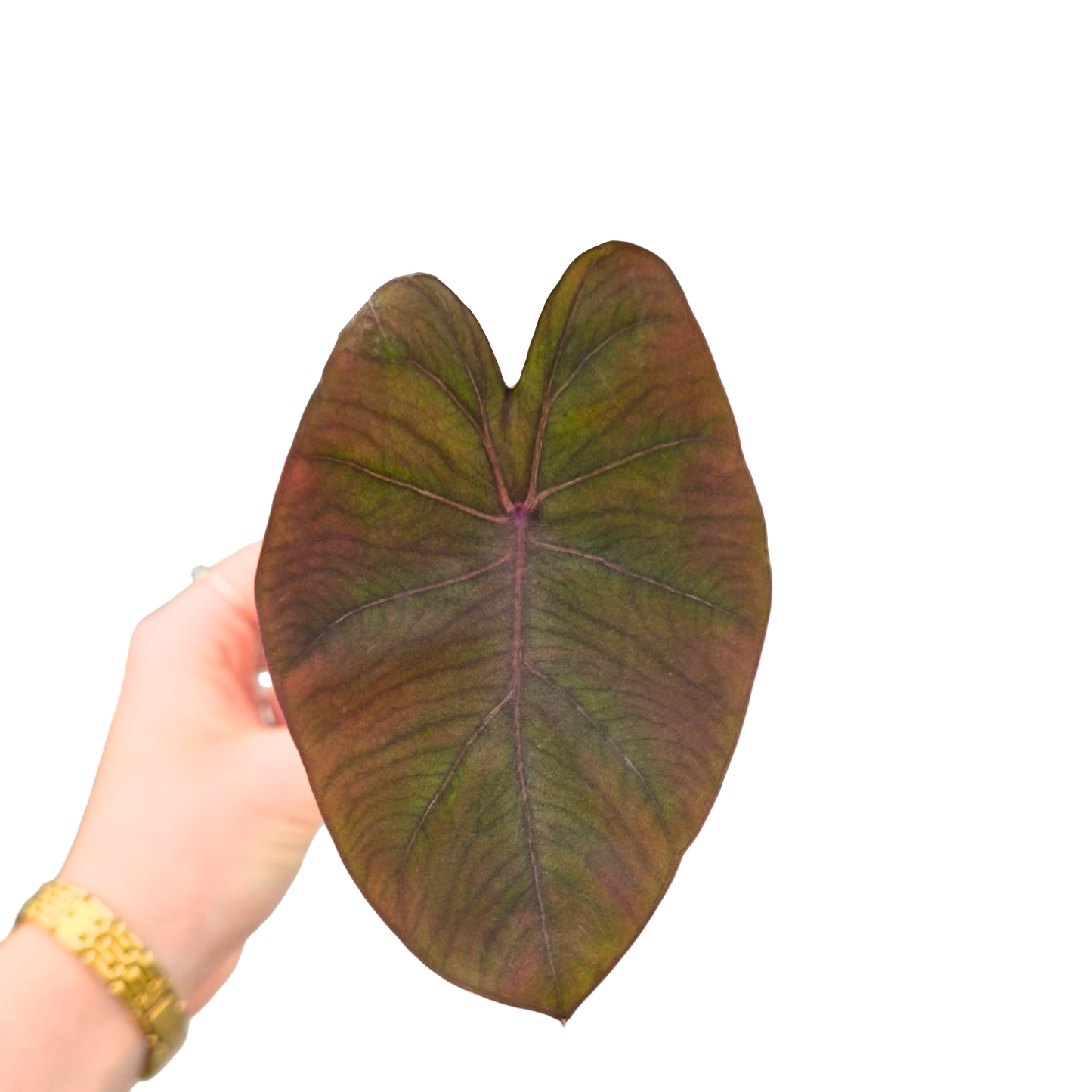 Colocasia Hybrid Evolution