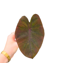 Colocasia Hybrid Evolution