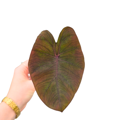 Colocasia Hybrid Evolution