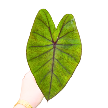 Colocasia hybride « Lime Oasis »
