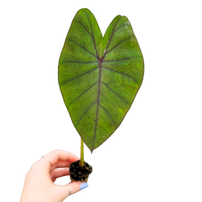 Colocasia hybride « Lime Oasis »