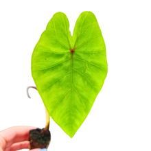 Colocasia Hybrid Mocha Lava