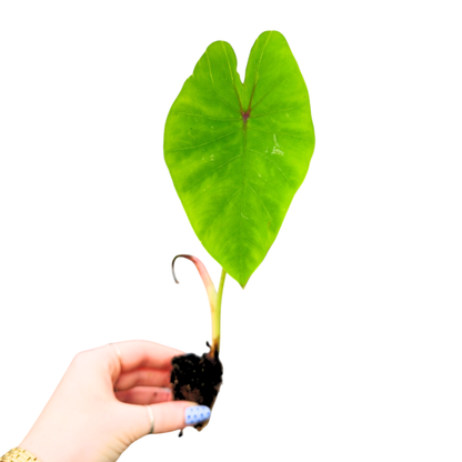 Colocasia Hybrid Mocha Lava