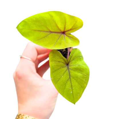 Colocasia hybride Oriole