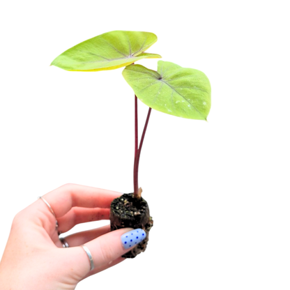 Colocasia hybride Oriole
