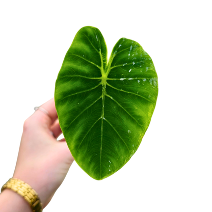 Colocasia Hybrid Pharaohs Mask White