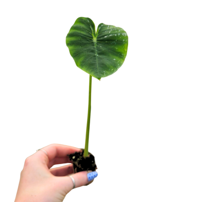 Colocasia Hybrid Pharaohs Mask White