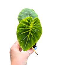 Colocasia Hybrid Pharaohs Mask Yellow