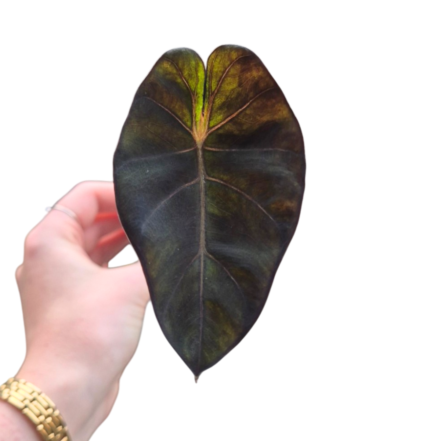 Colocasia Hybrid Solar System