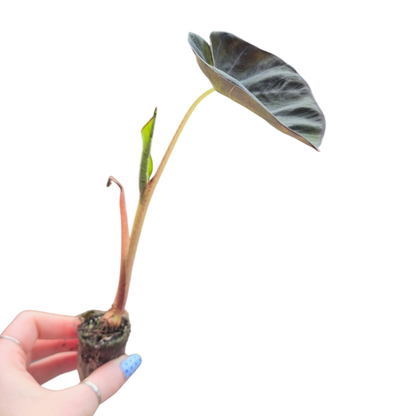 Colocasia Hybrid Solar System