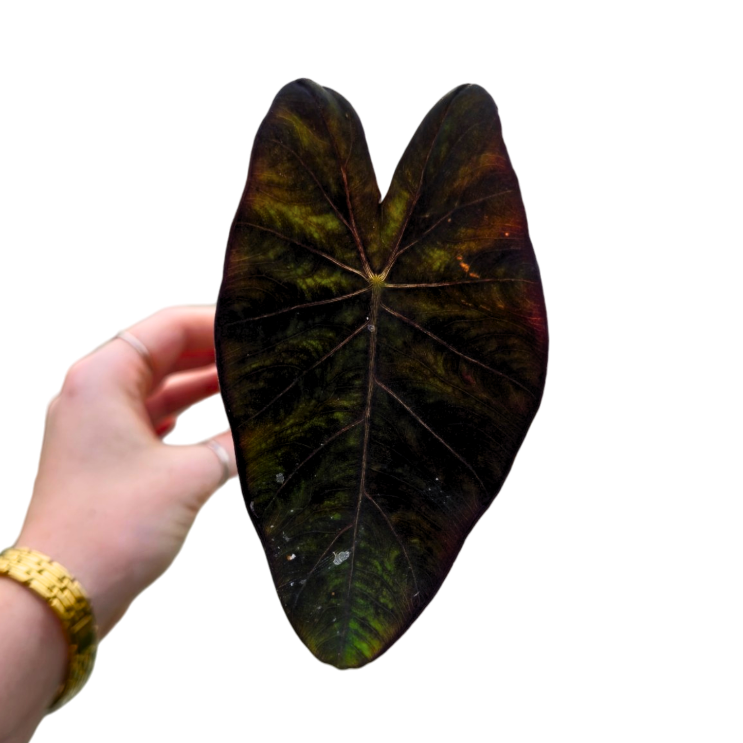 Colocasia hybride Stealth Crypto