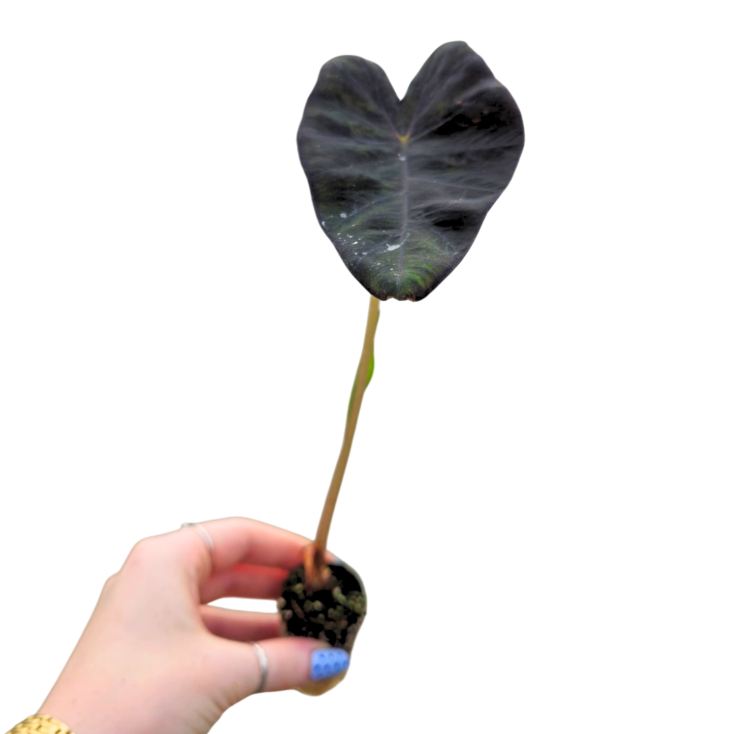Colocasia hybride Stealth Crypto