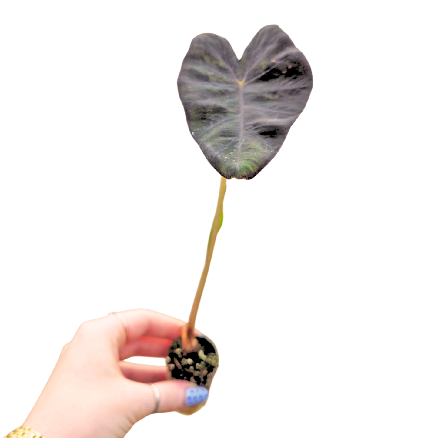 Colocasia-Hybride „Stealth Crypto“