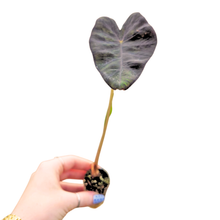 Colocasia Hybrid Stealth Crypto