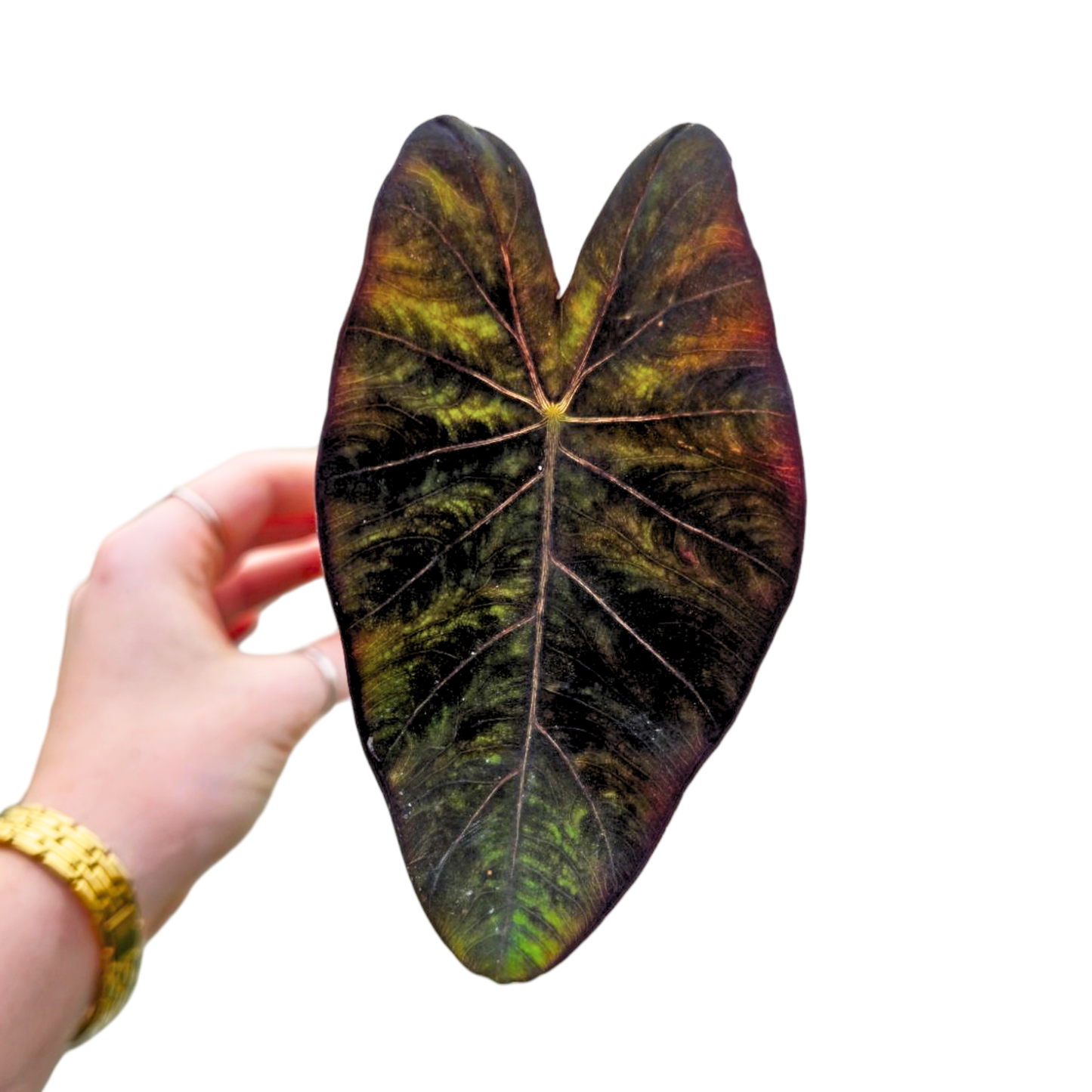 Colocasia-Hybride „Stealth Crypto“