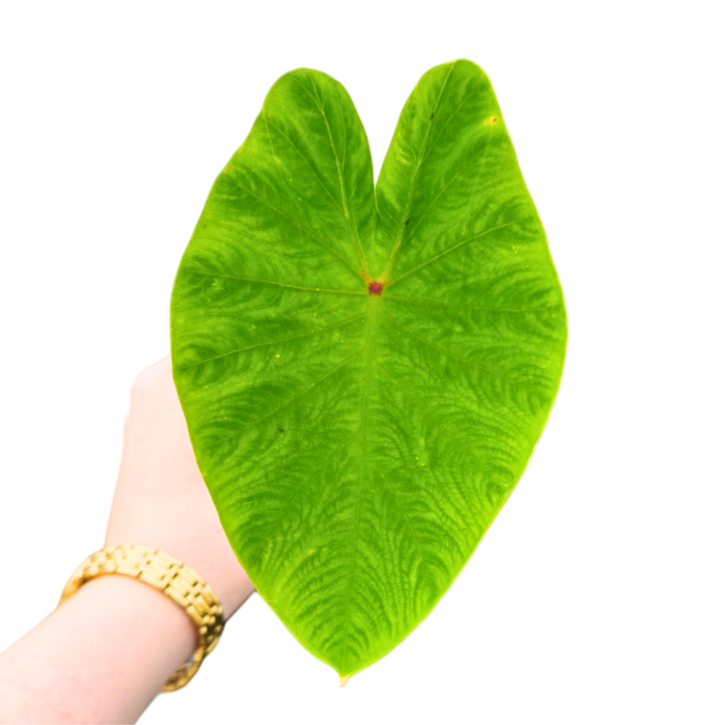 Colocasia Pharaohs Dream
