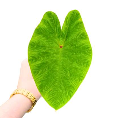 Colocasia Pharaohs Dream