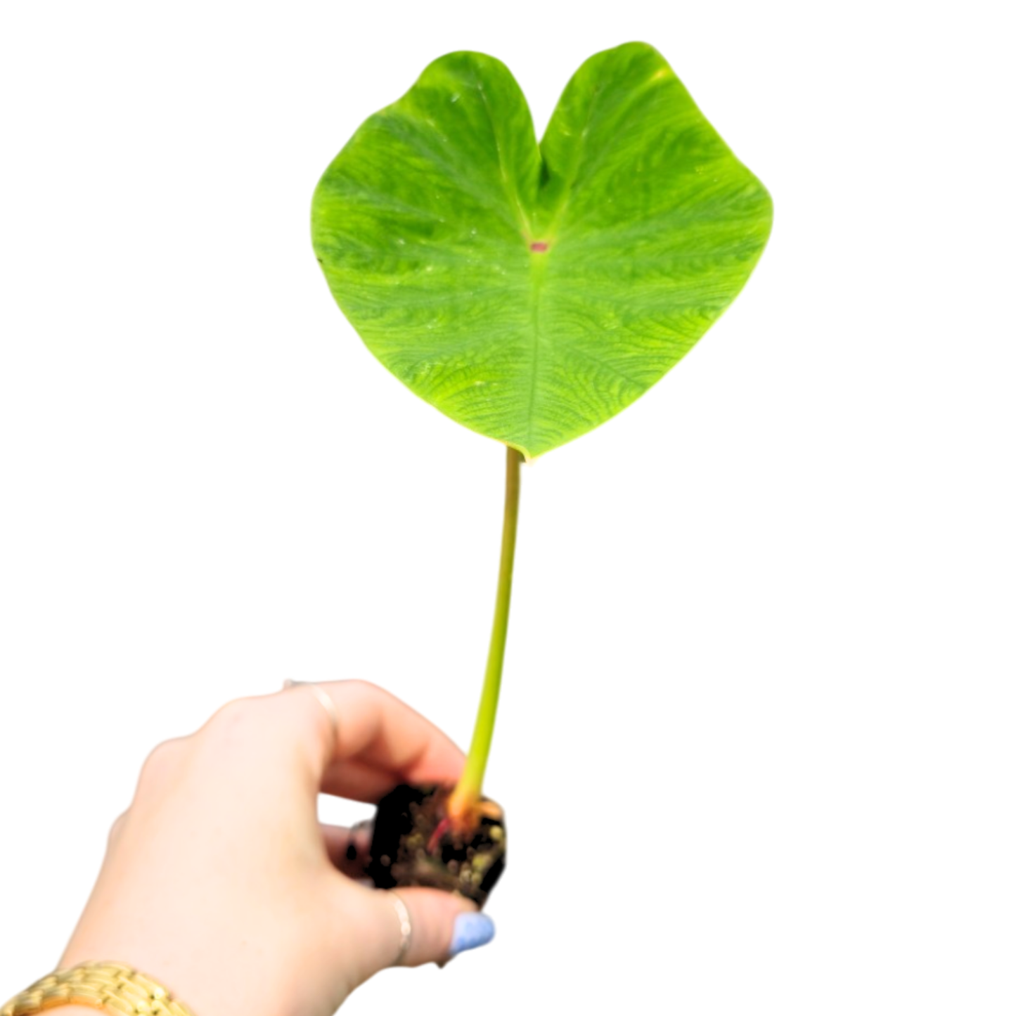 Colocasia Pharaohs Dream