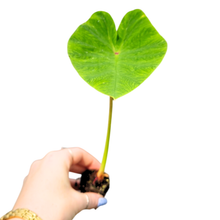 Colocasia Pharaohs Dream