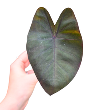 Colocasia Hybrid Purana