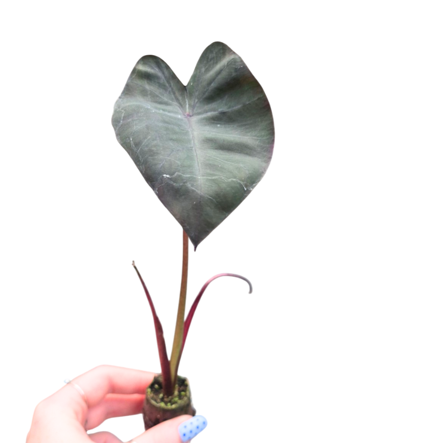 Colocasia Hybrid Purana