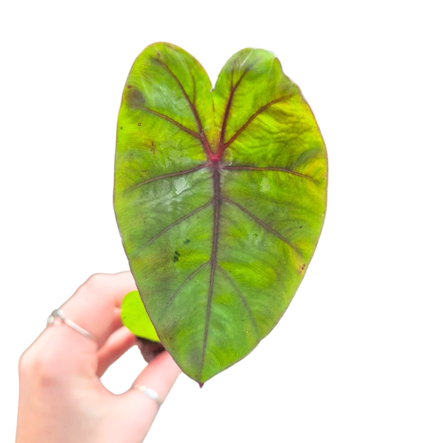 Colocasia Redemption