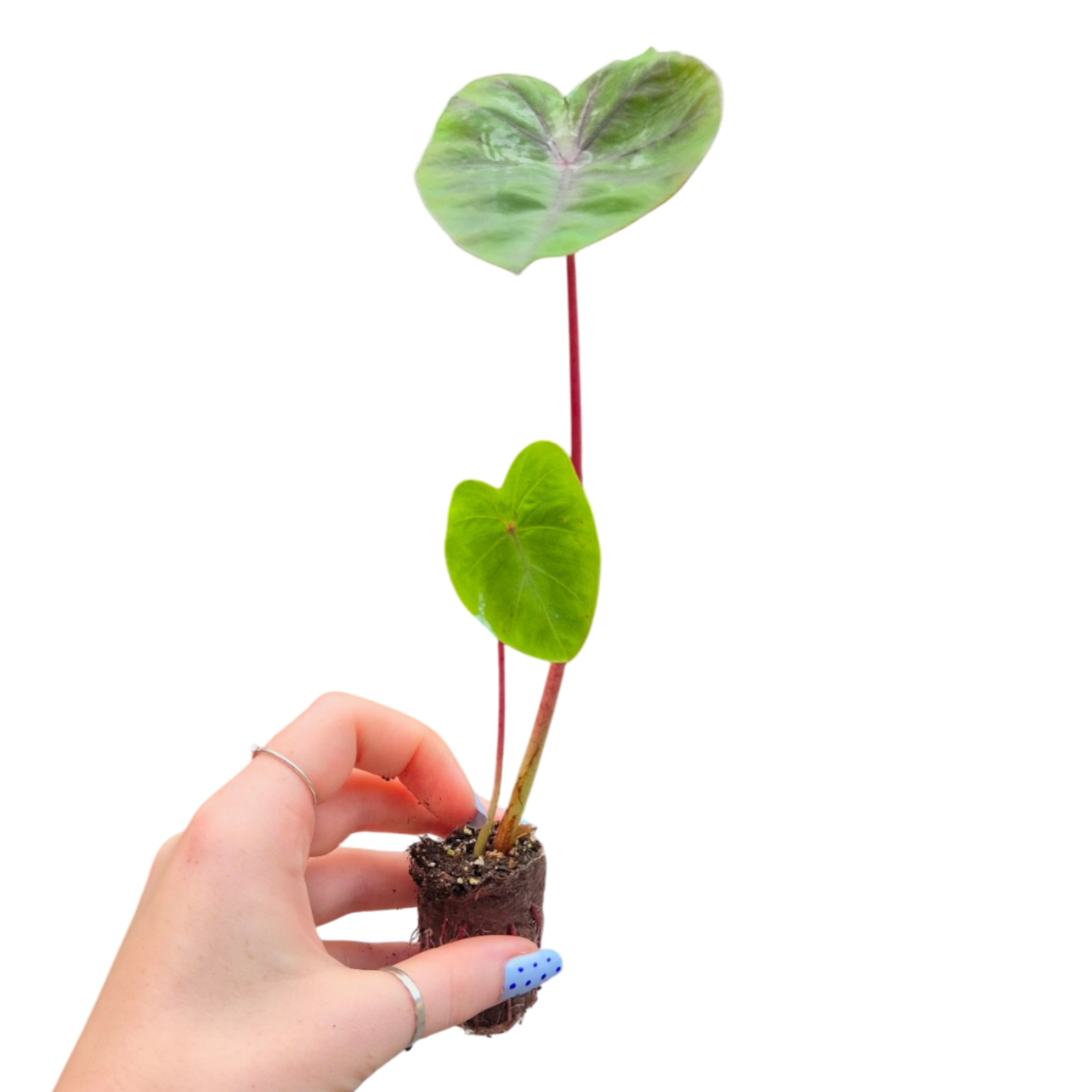 Colocasia Redemption