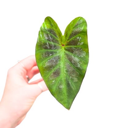 Colocasia Hybrid Sita