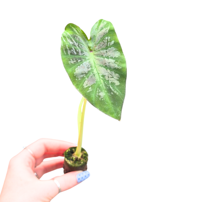 Colocasia Hybrid Sita