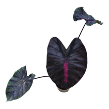 Colocasia Hybrid Moccachino