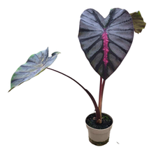 Colocasia Hybrid Moccachino
