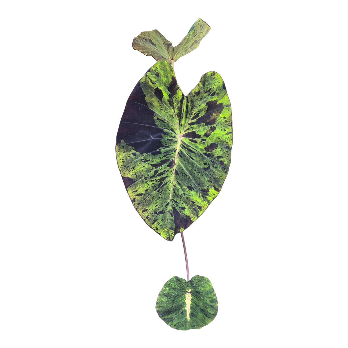 Colocasia Hybride Mojito Révolution