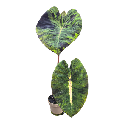 Colocasia Hybride Mojito Révolution