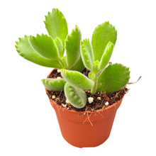 Cotyledon Ladysmithiensis