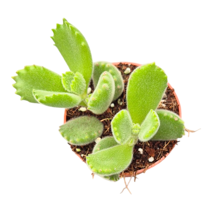 Cotyledon Ladysmithiensis