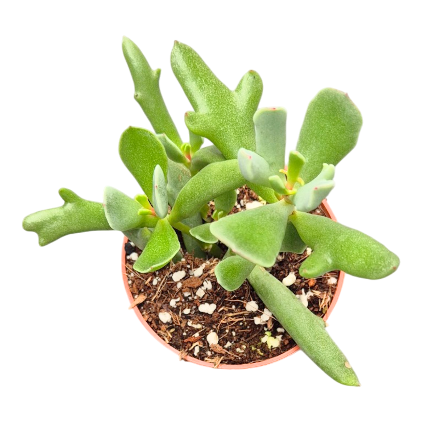 Cotyledon orbiculata « Dancing Queen »