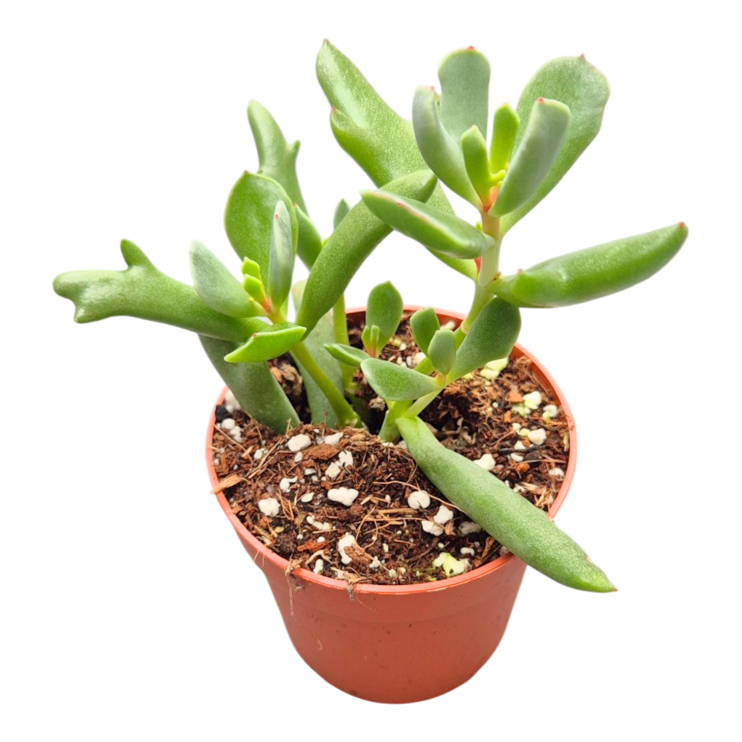 Cotyledon orbiculata « Dancing Queen »