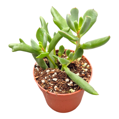 Cotyledon Orbiculata Dancing Queen