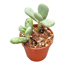 Cotyledon Orbiculata Higginsae
