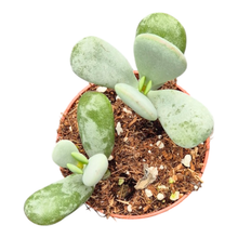 Cotyledon Orbiculata Higginsae
