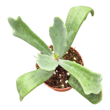 Cotyledon Orbiculata Takbok
