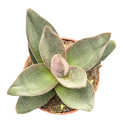 Crassula Alba Garnet Lotus