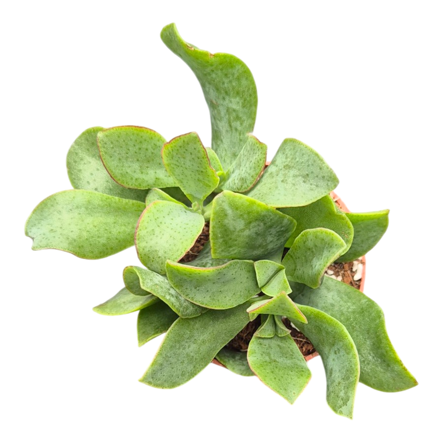 Crassula Arborescens Subsp. Undulatifolia