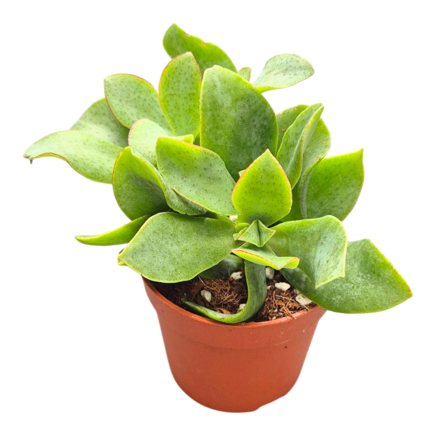 Crassula Arborescens Subsp. Undulatifolia