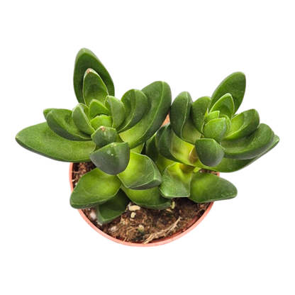 Crassula Capitella Ben