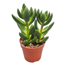 Crassula Capitella Ben