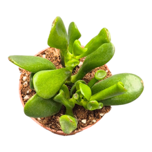 Crassula Hobbit