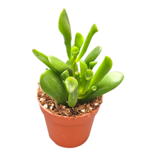 Crassula Hobbit