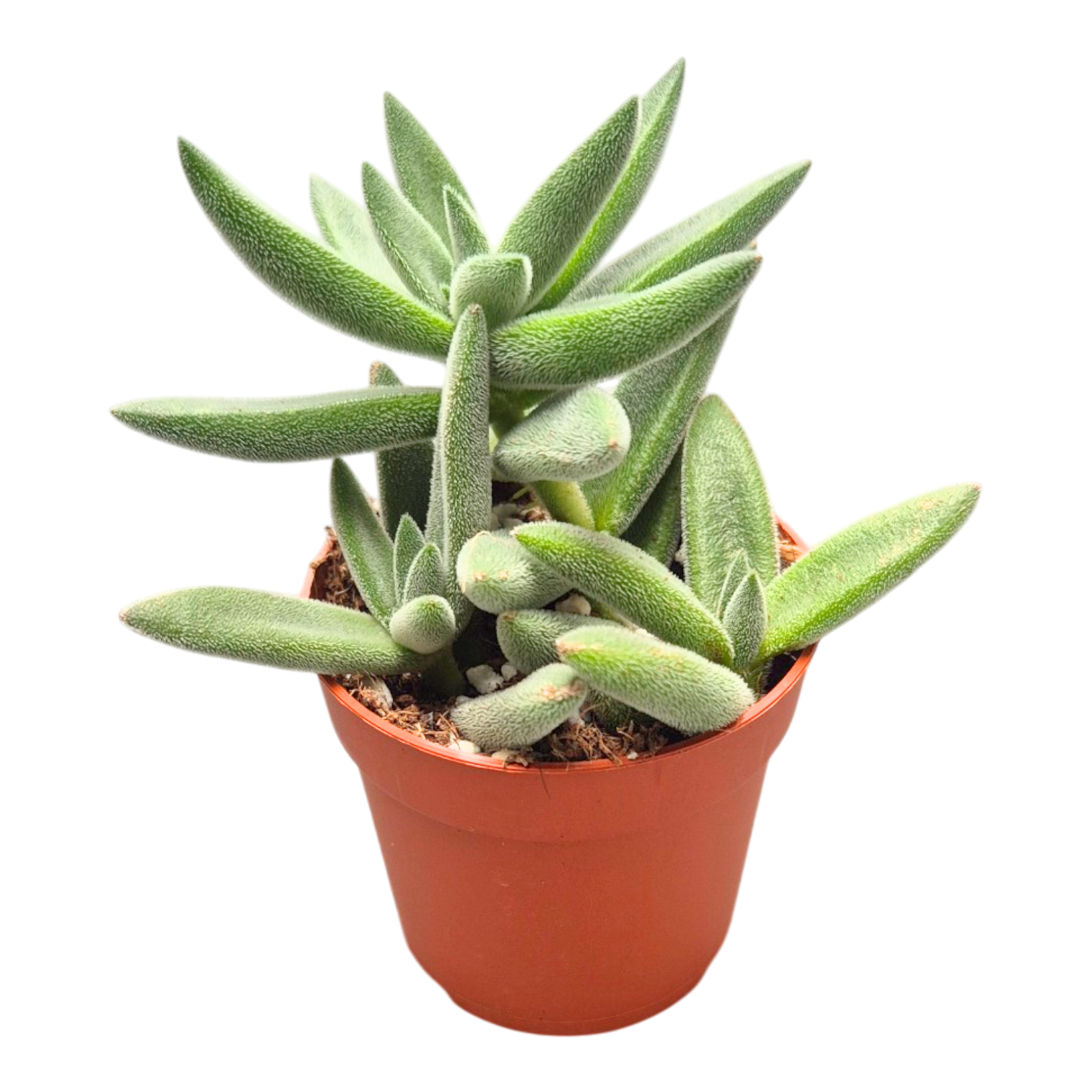 tarantula succulent Crassula mesembryanthoides 'Tarantula' – Casa Botanica
